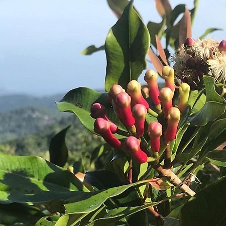 Munduk Clove Dış mekan fotoğraf
